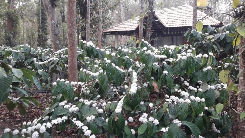 Rai Cottage @ Coorg ,Suntikoppa Екстер'єр фото